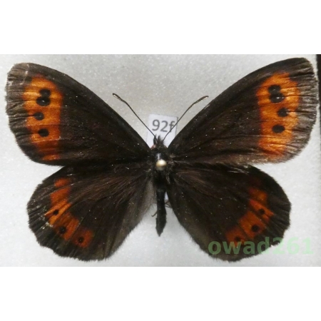 Erebia ligea (Linnaeus, 1758) Poland92f